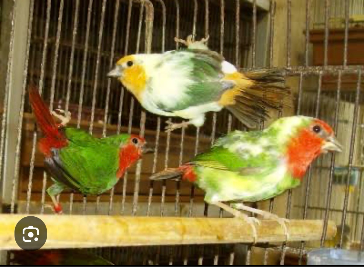 Parrot Finch Pied Red Face