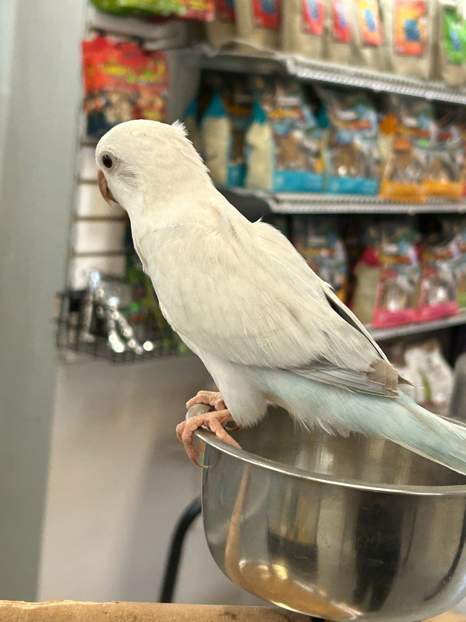 Quaker Light Blue Mutation