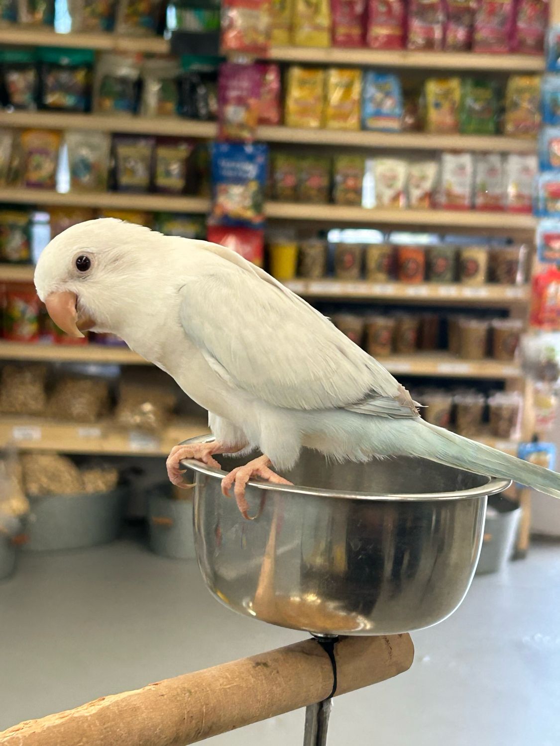 Quaker Light Blue Mutation