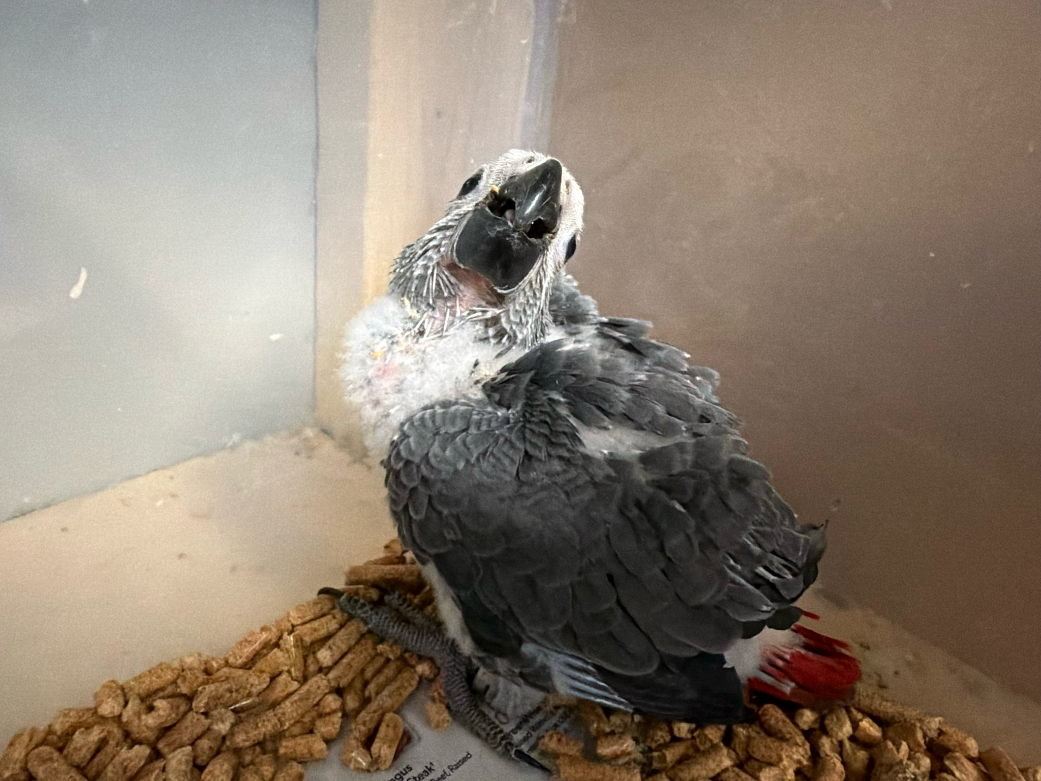 African Gray Congo Baby