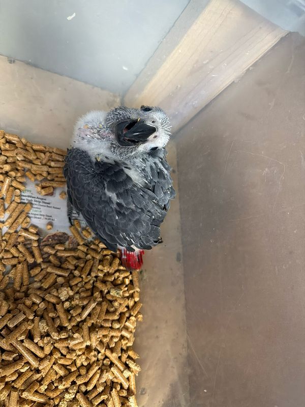 African Gray Congo Baby