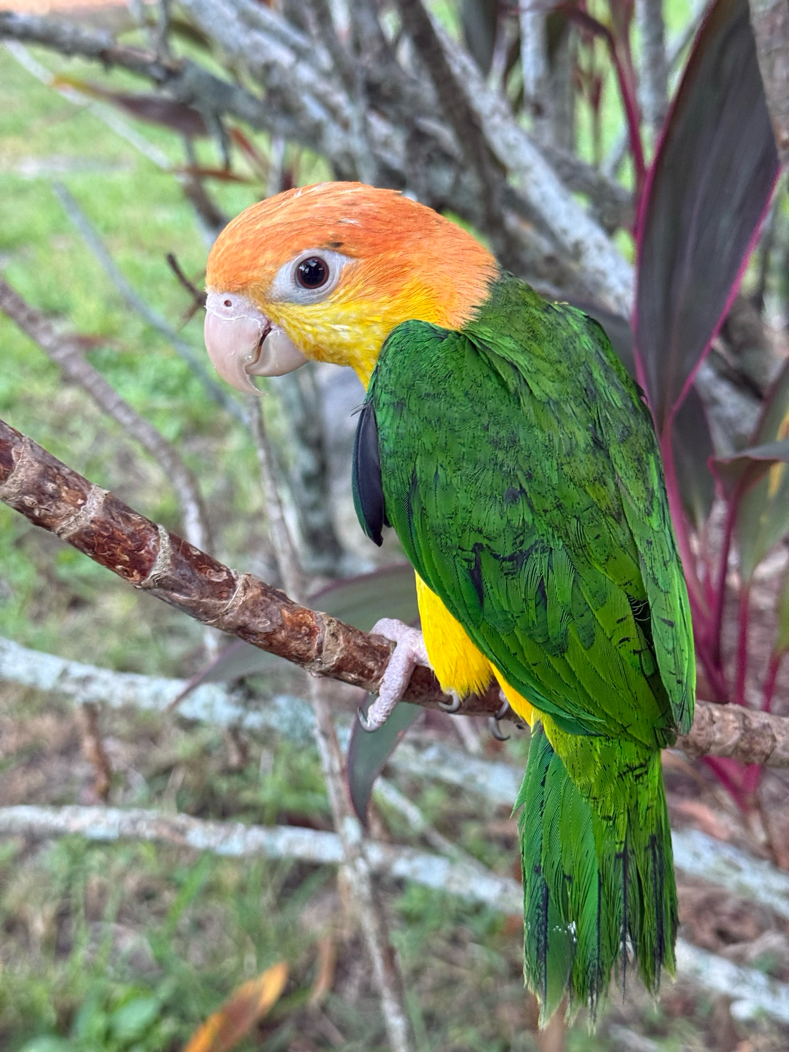 Caique White Belly