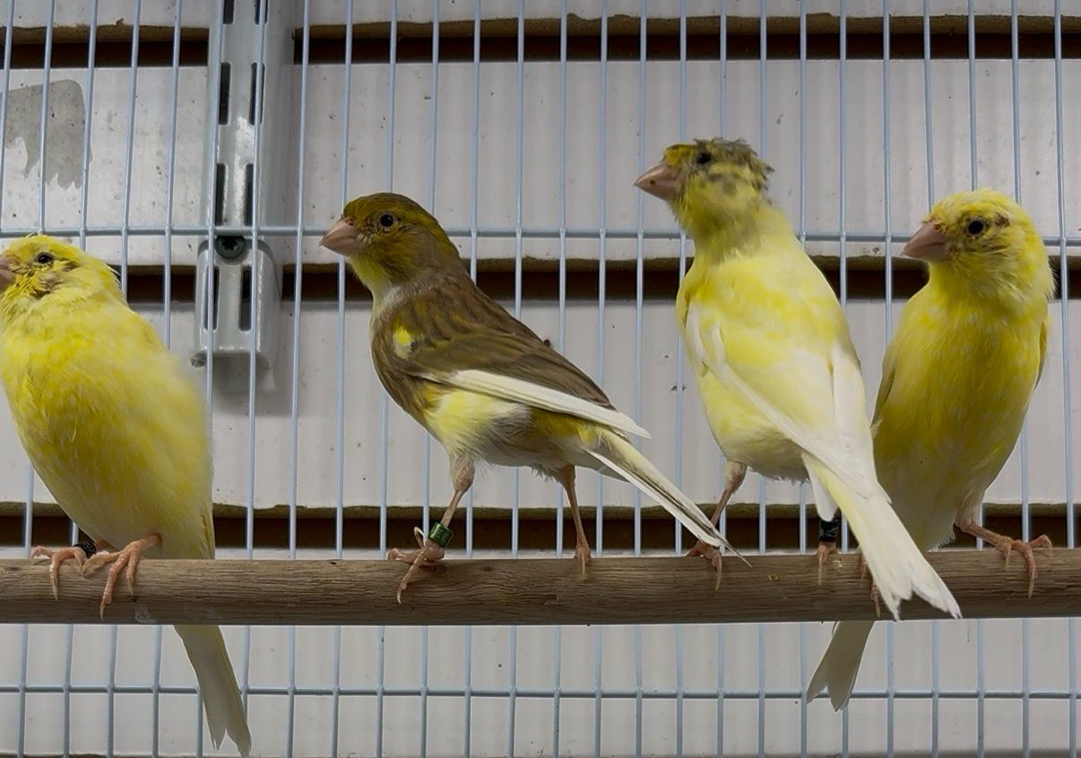 Canaries Spanish Timbrados