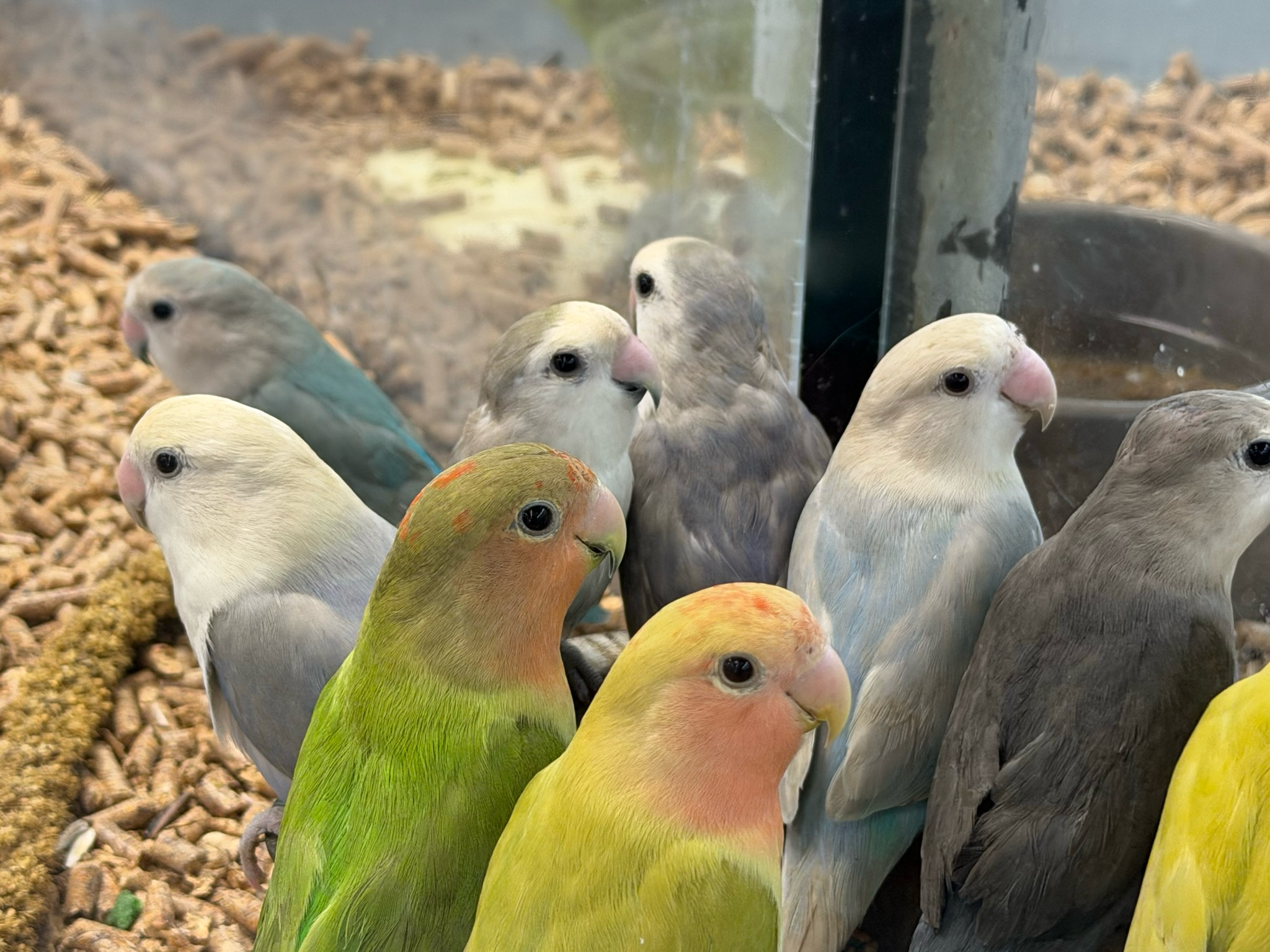 Lovebird Babies All Colors