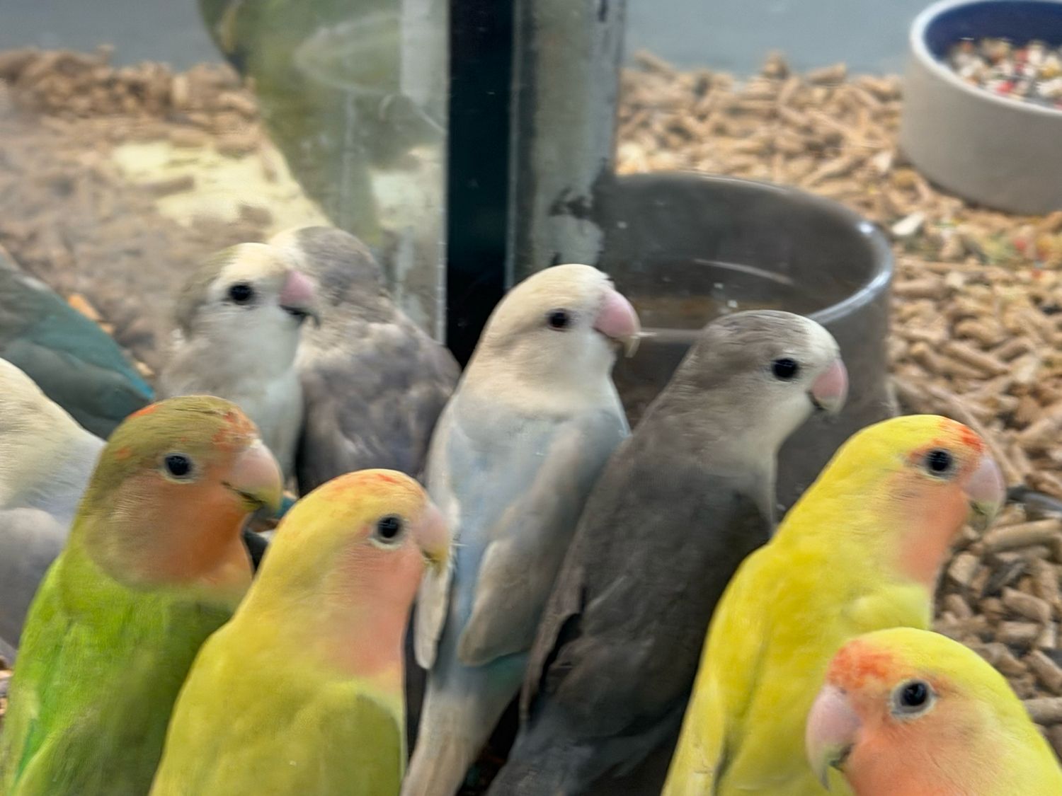 Lovebird Babies All Colors