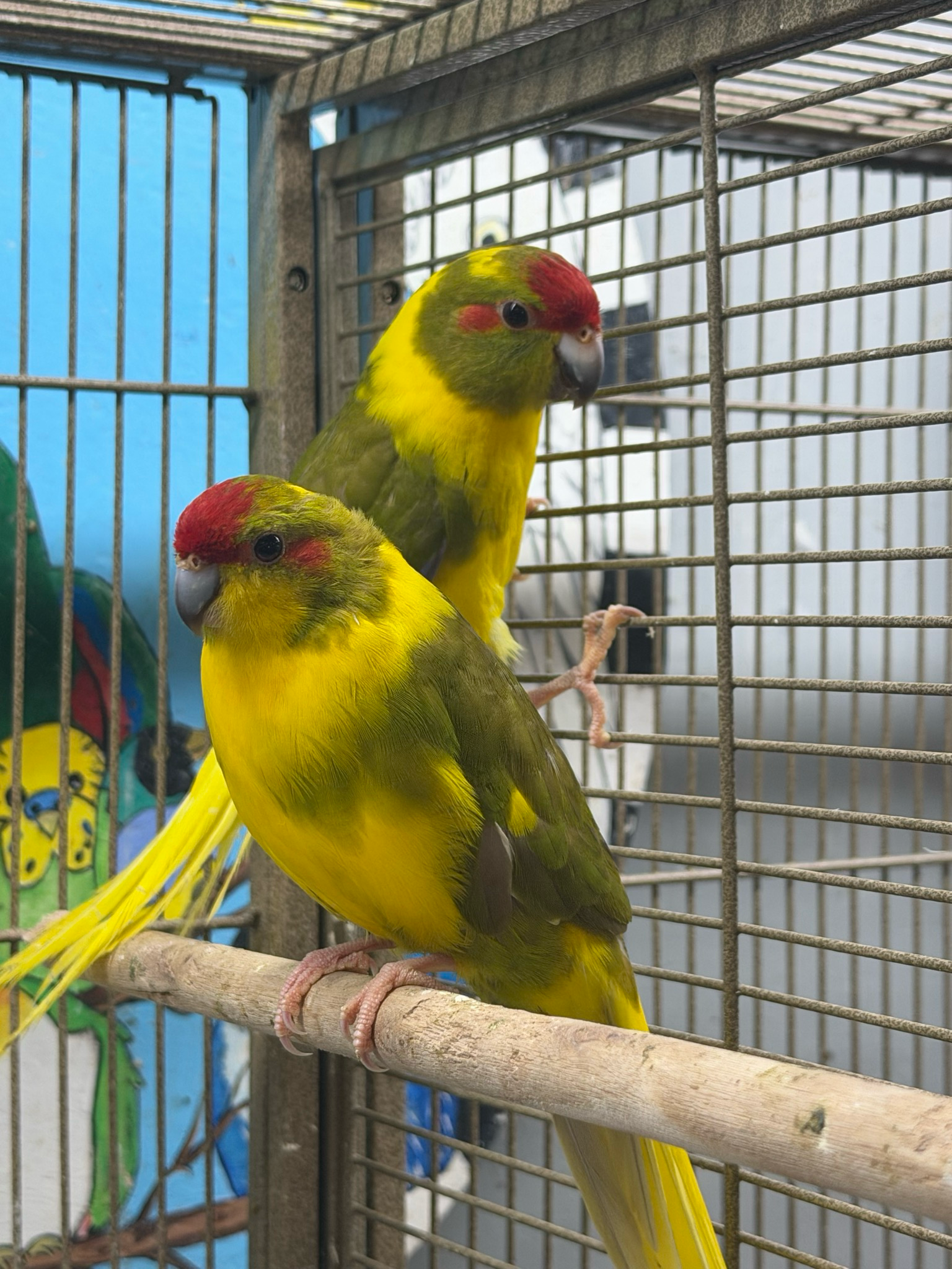 Kakriki