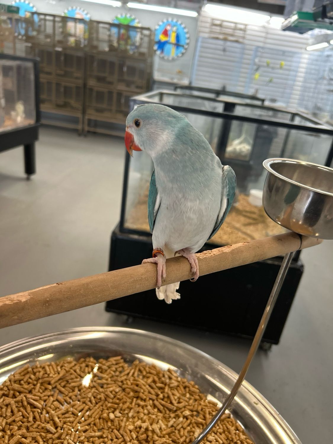 Indian Ring Neck Blue Clear Tail Male