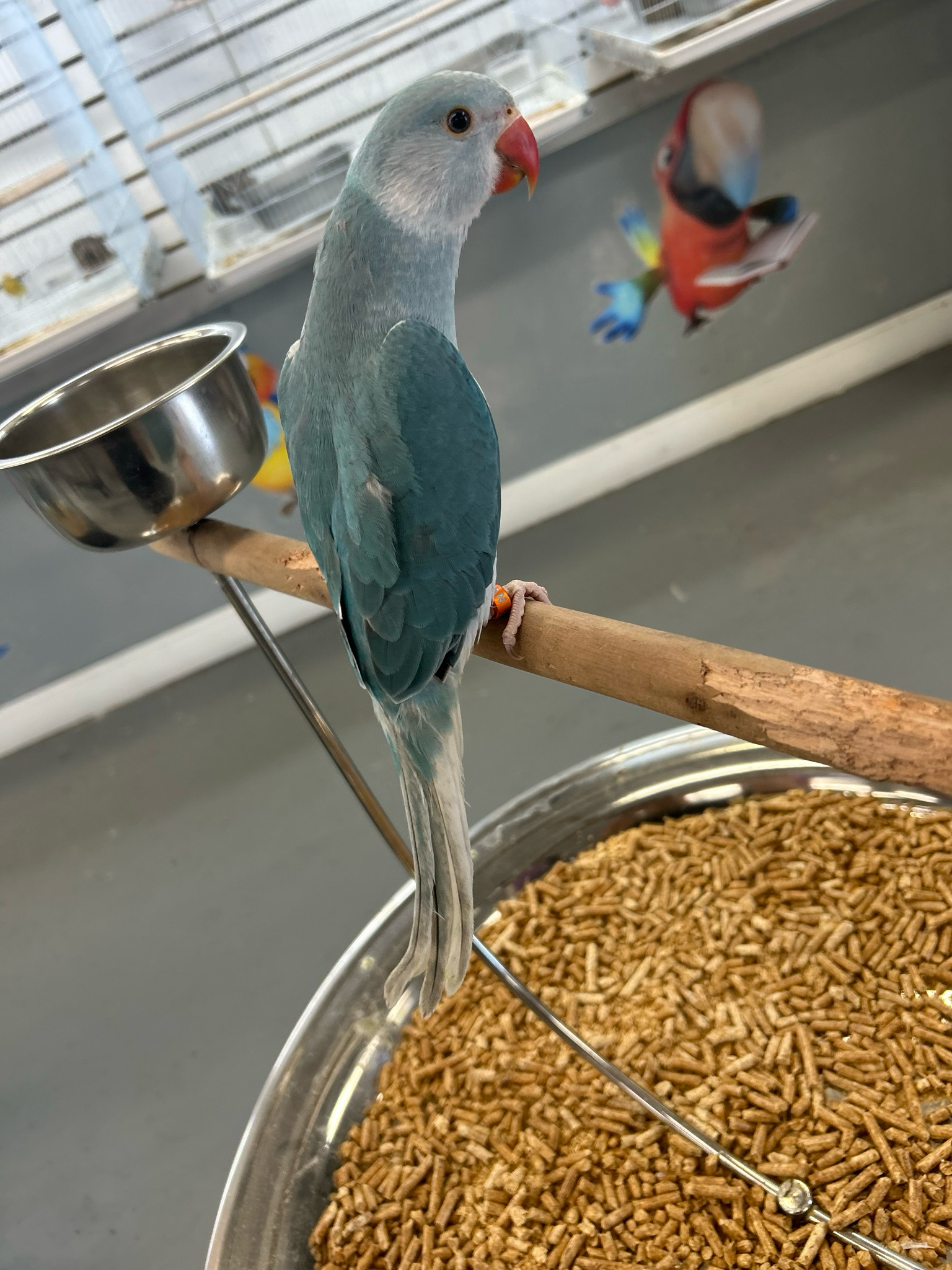 Indian Ring Neck Blue Clear Tail Male