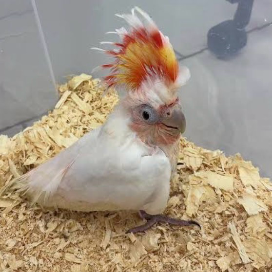 Cockatoo Major Mitchell