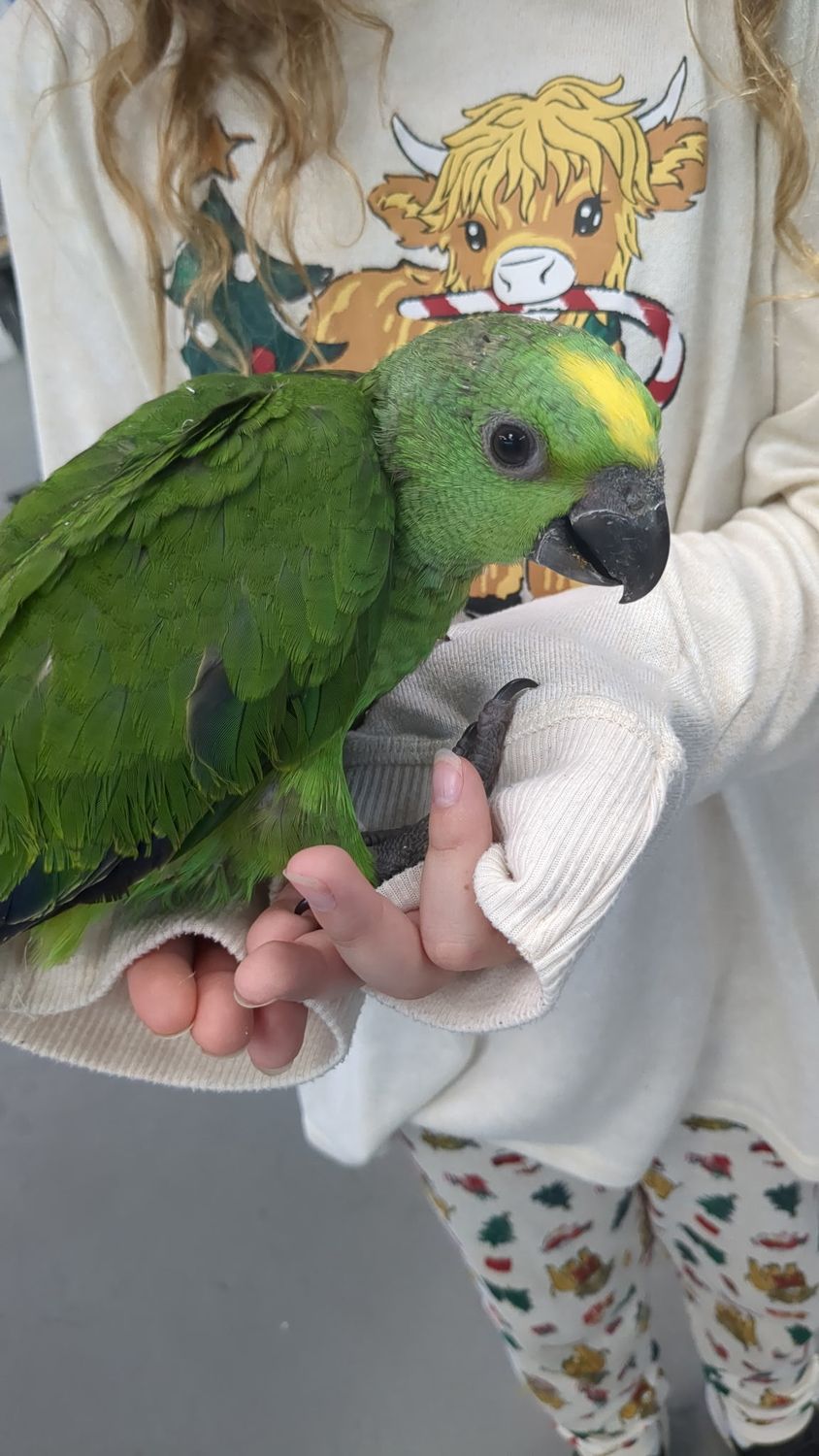Amazon Yellow Nape Baby