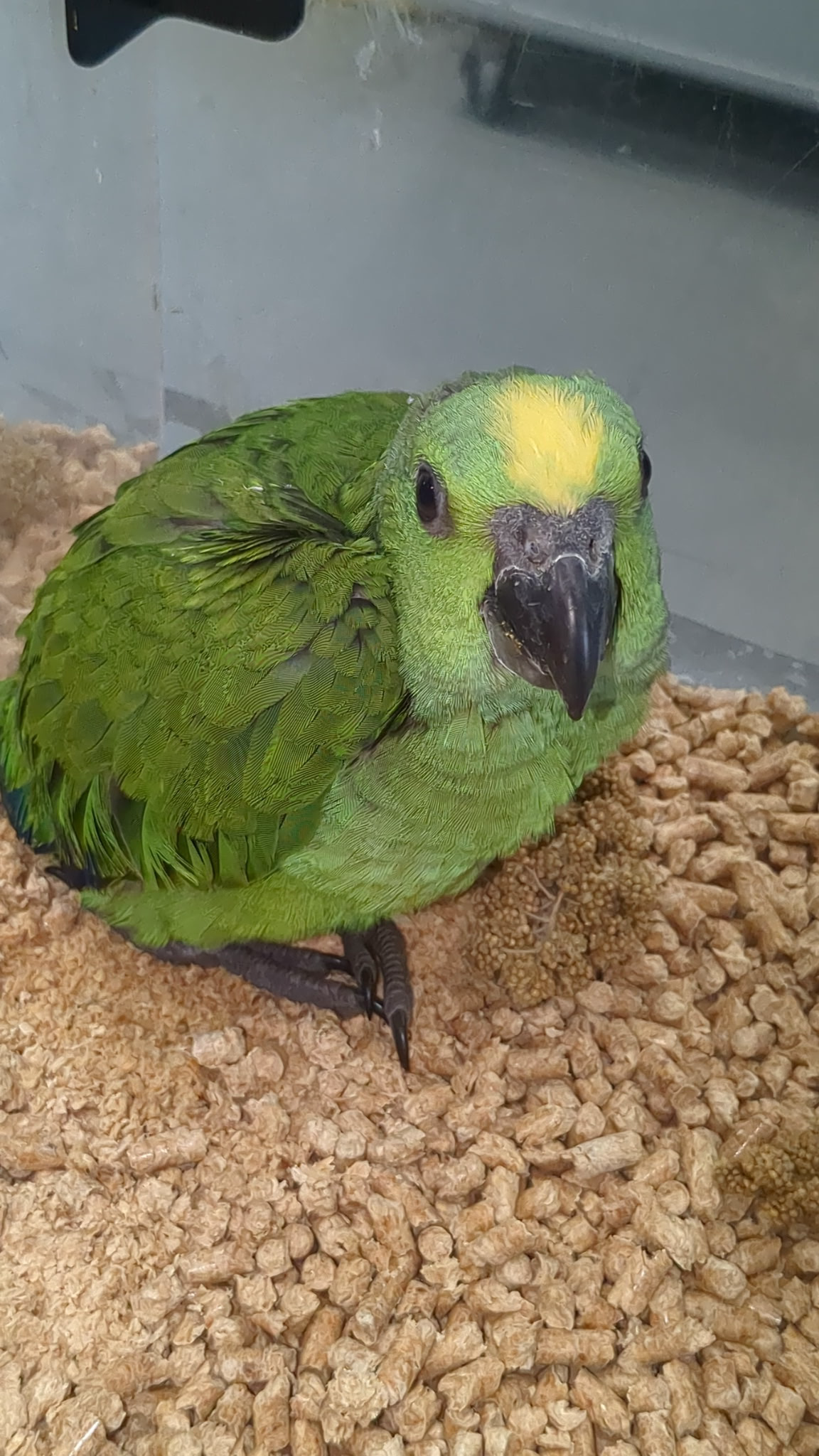 Amazon Yellow Nape Baby