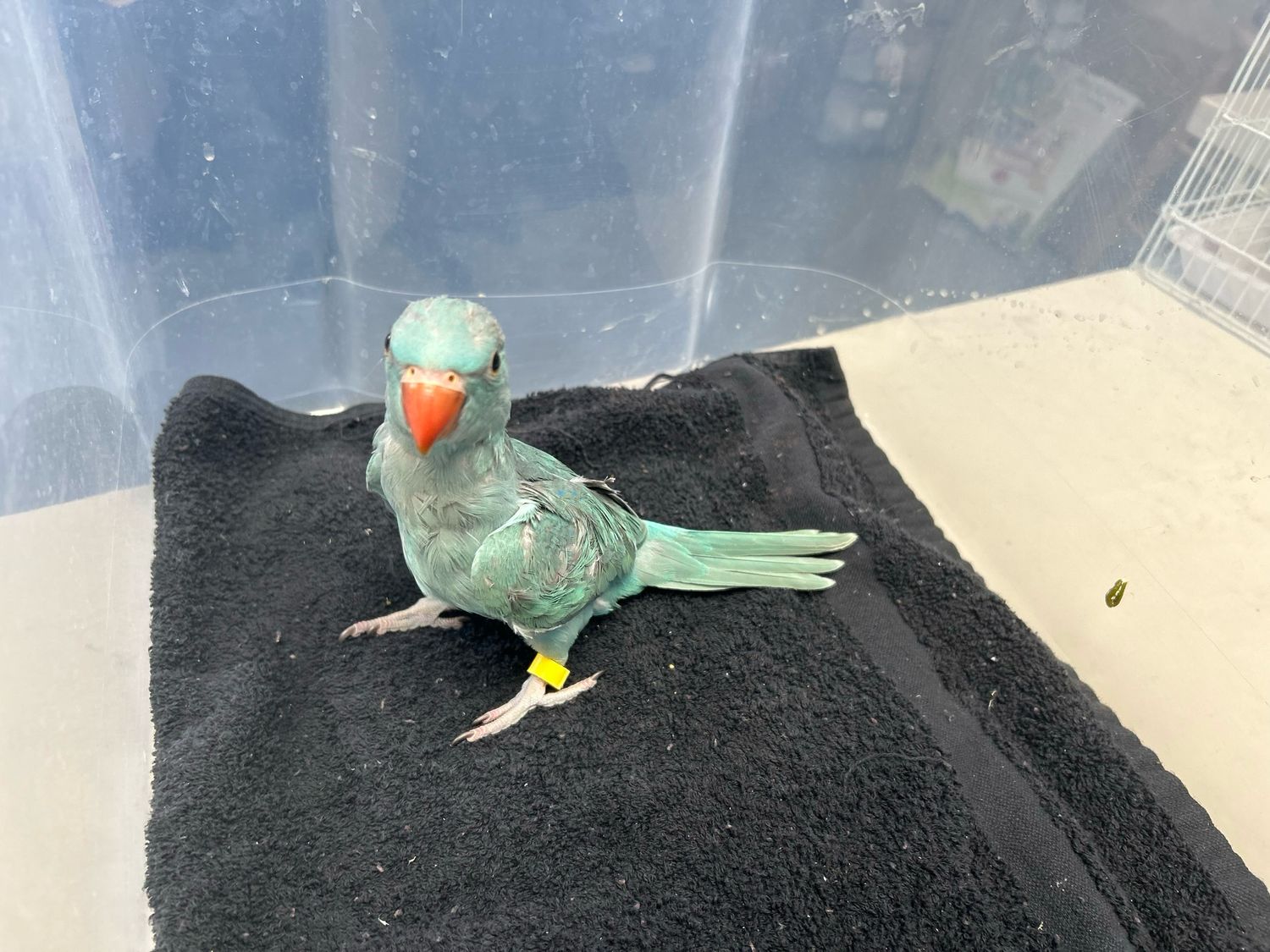 Indian Ring Neck Light Blue Males