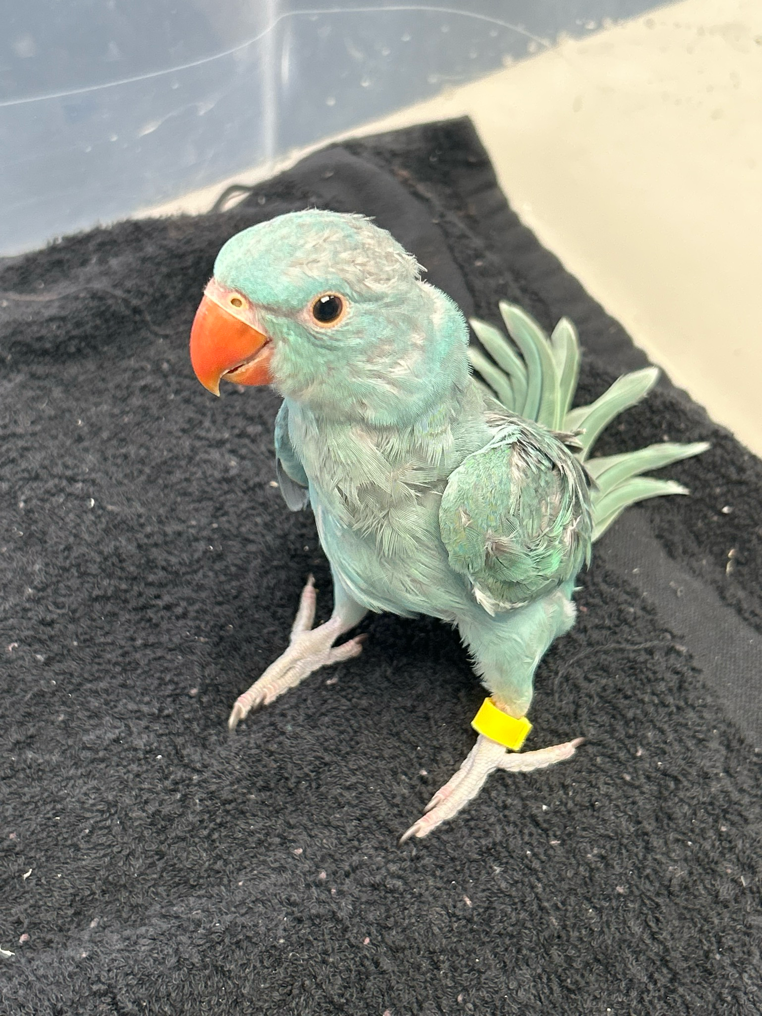 Indian Ring Neck Light Blue Males