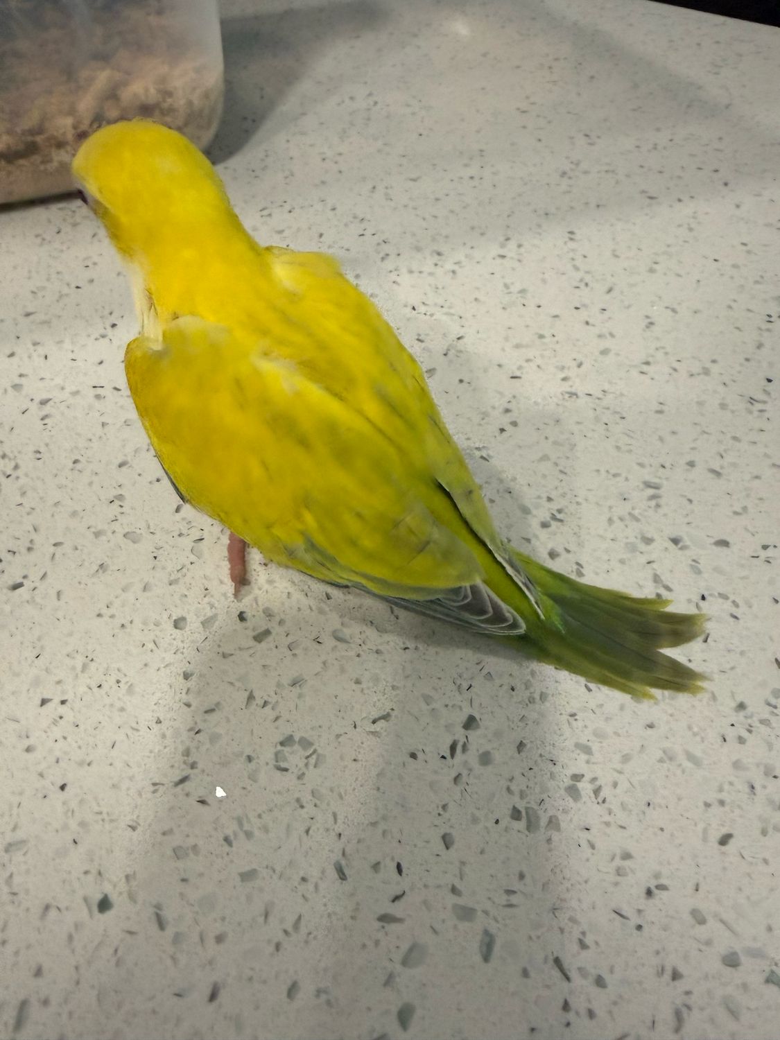 Quakers Yellow Mutation