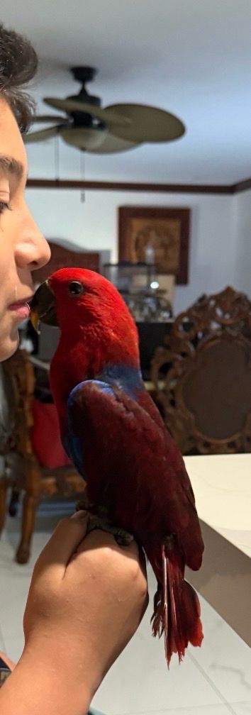 Eclectus