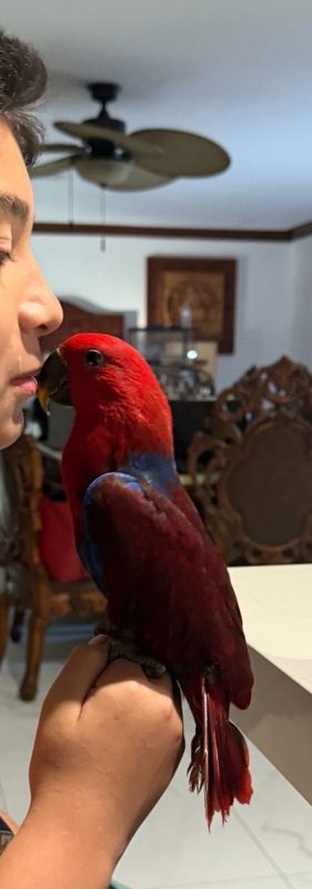 Eclectus