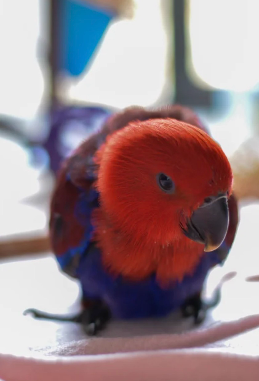 Eclectus