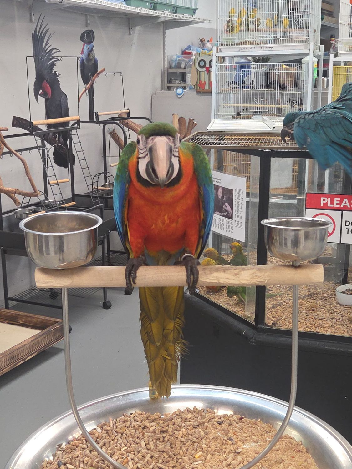 Macaw Harlequin