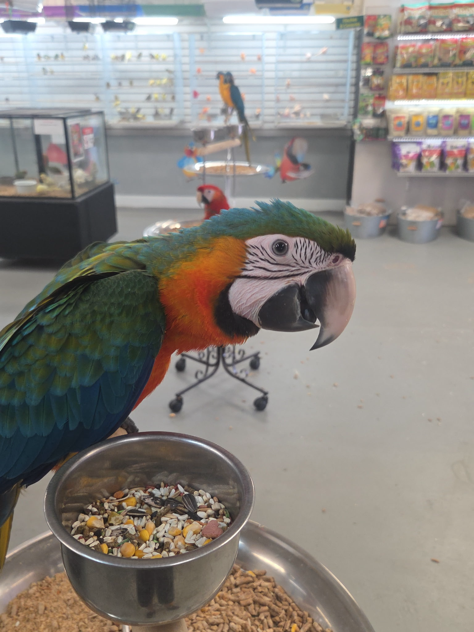 Macaw Harlequin
