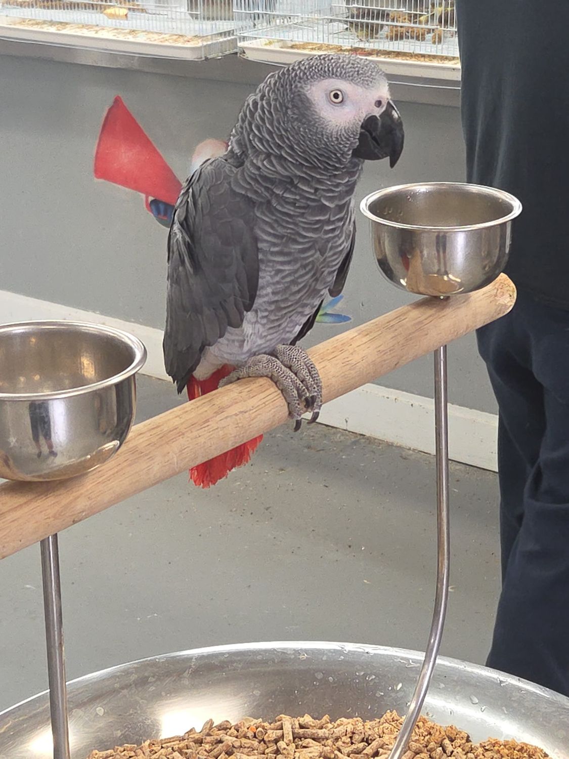 African Gray