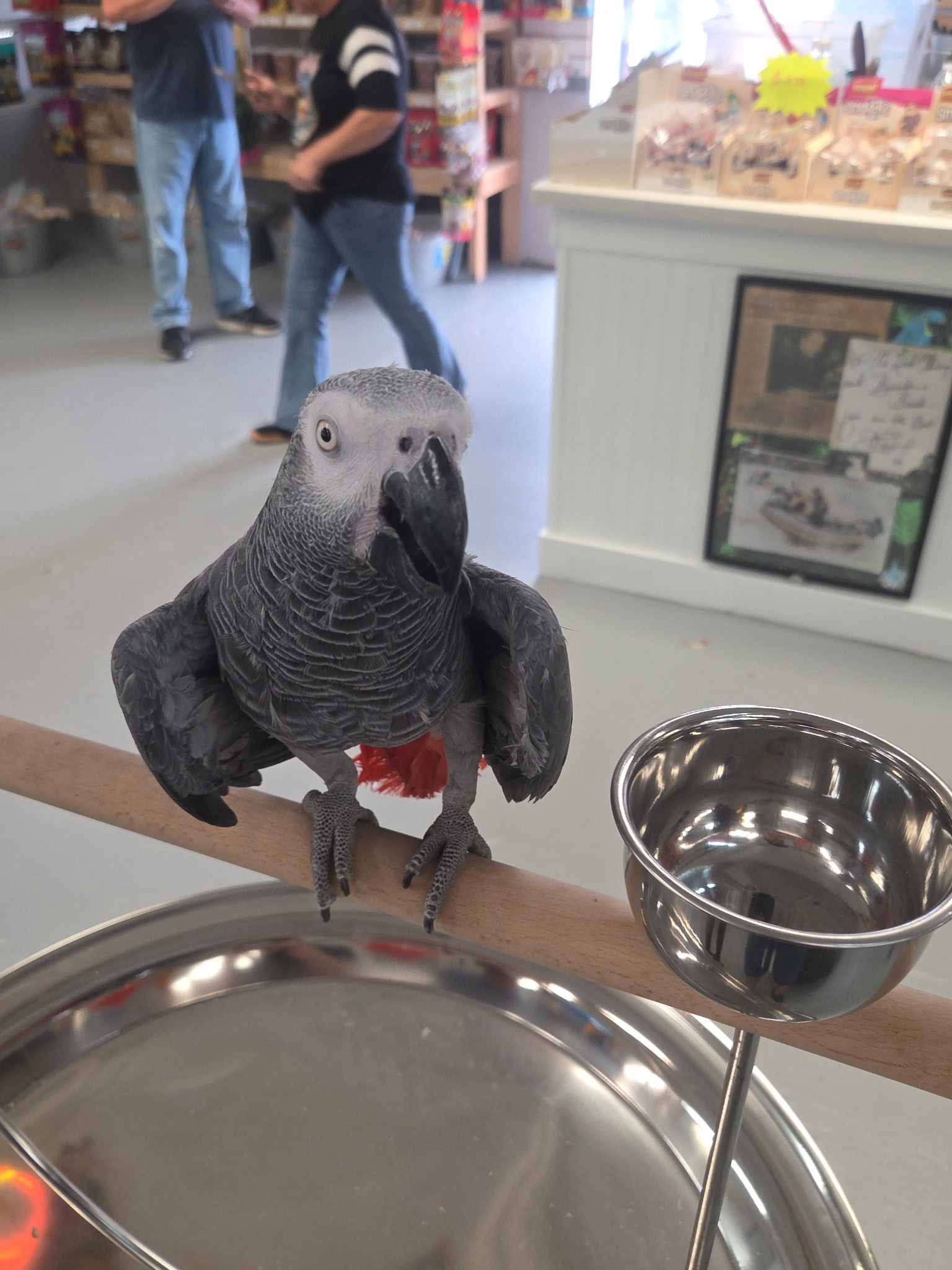 African Gray