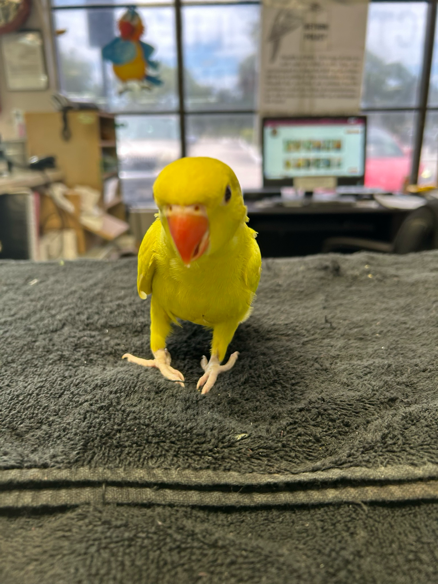 Indian Ring Neck Lime Green