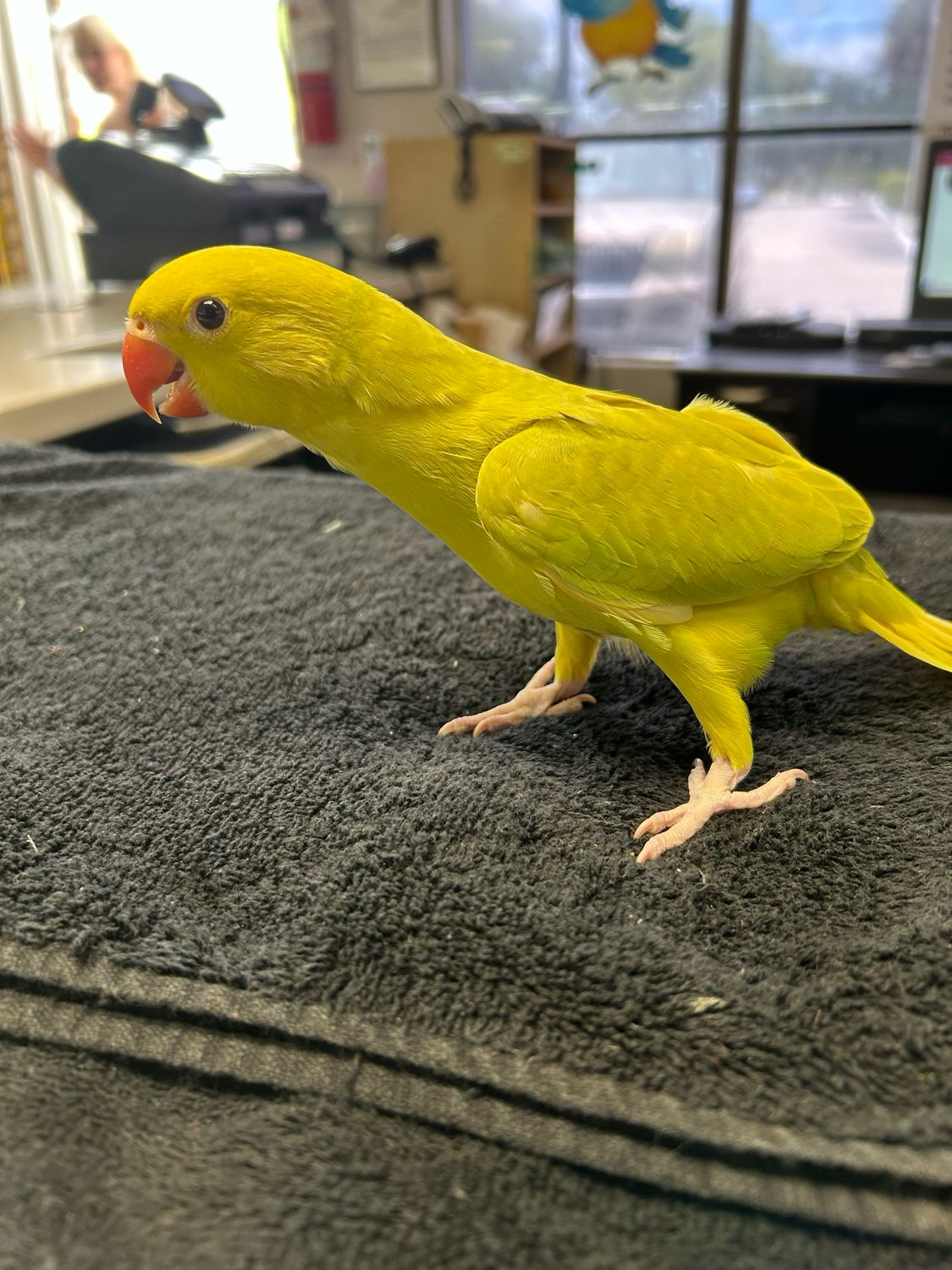 Indian Ring Neck Lime Green