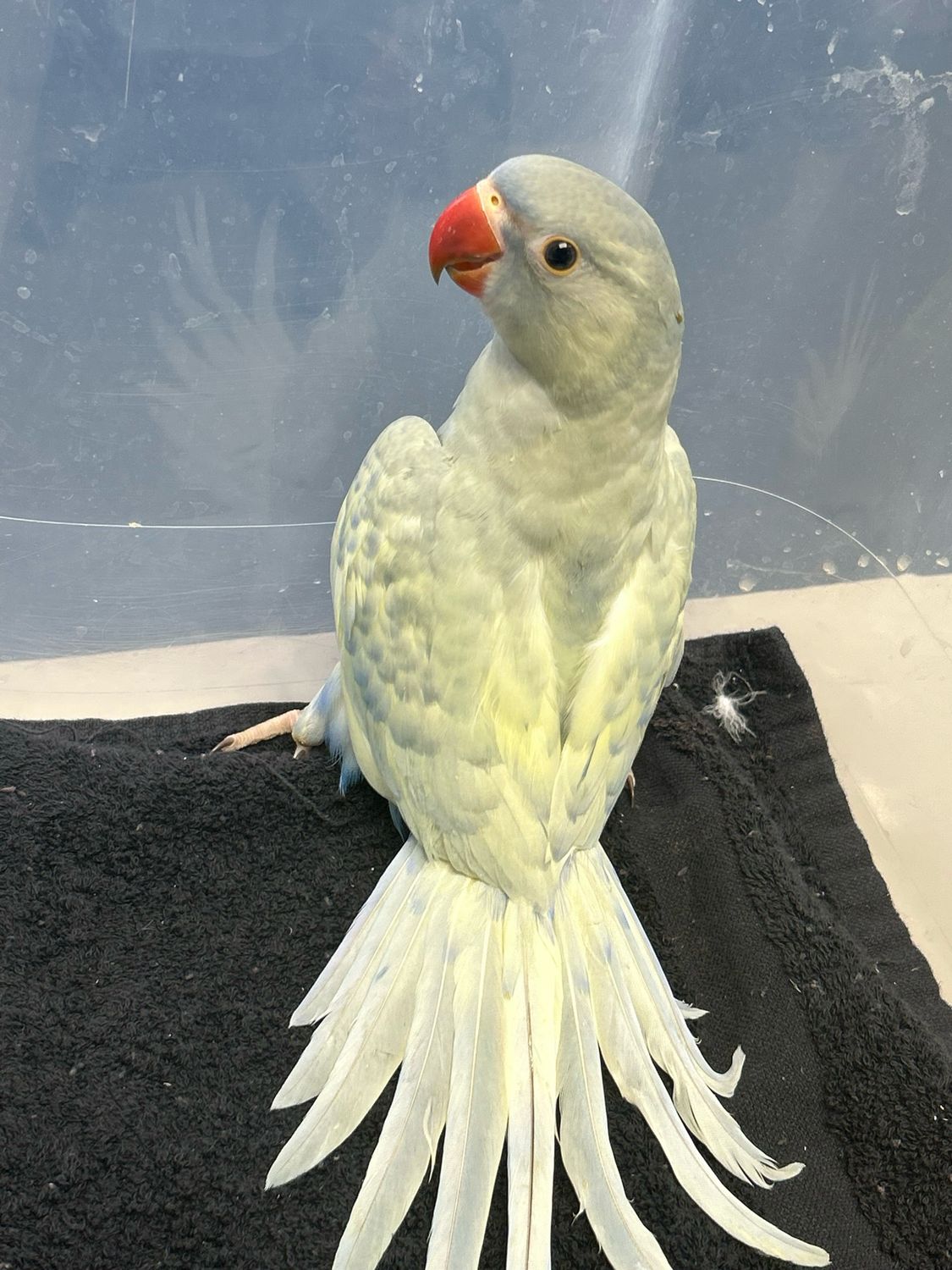 Indian Ring neck Violet Emerald Lacewing