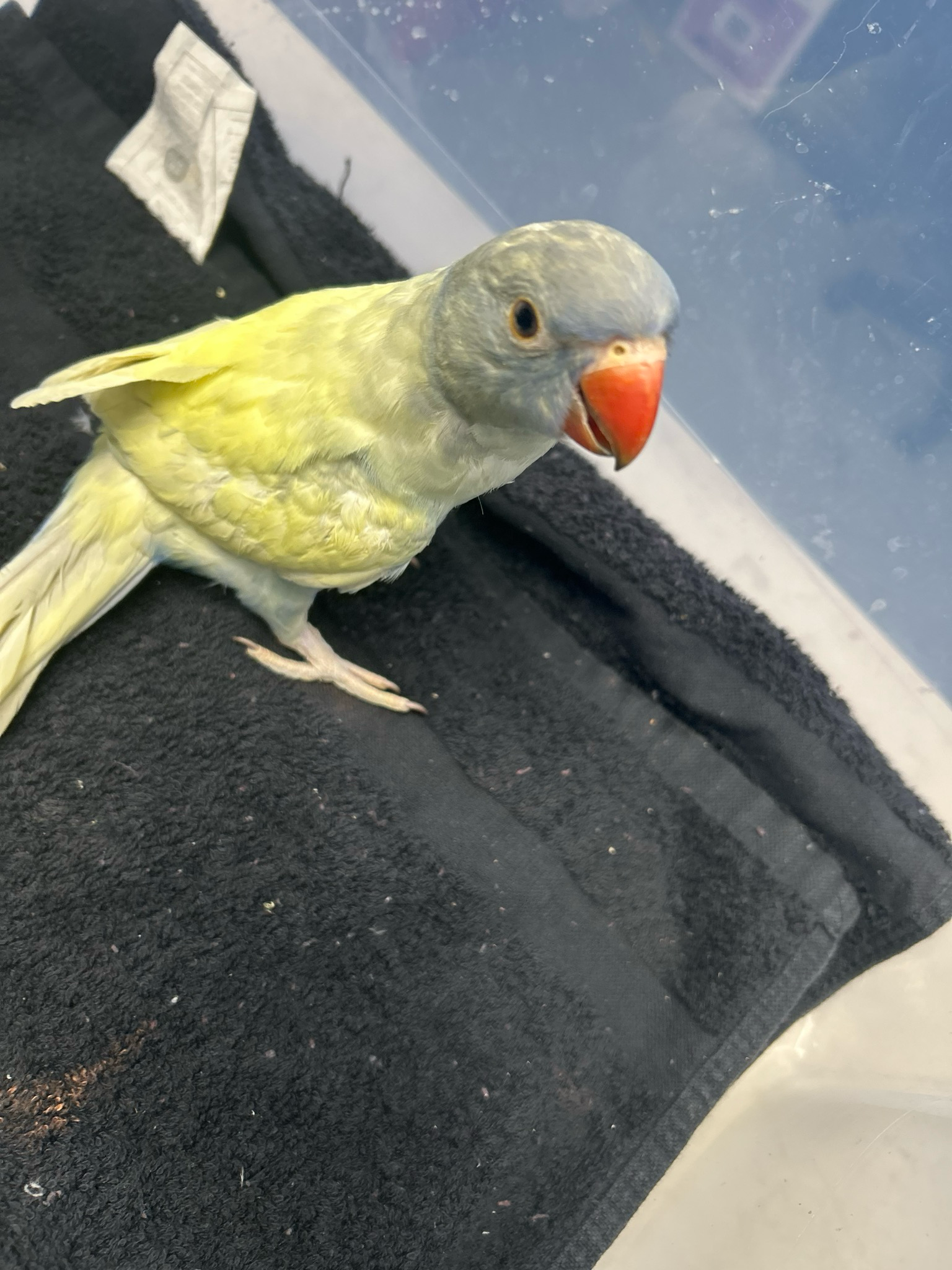 Indian Ring neck Violet Emerald Lacewing