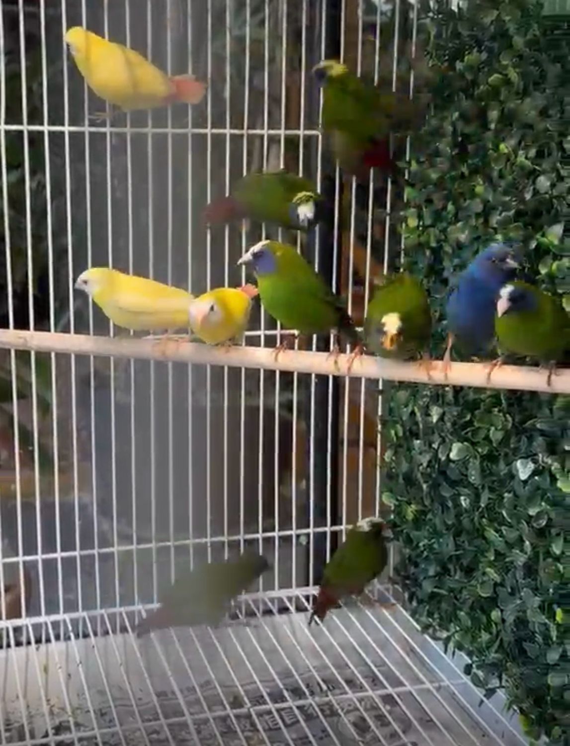 Parrot Finch Yellow
