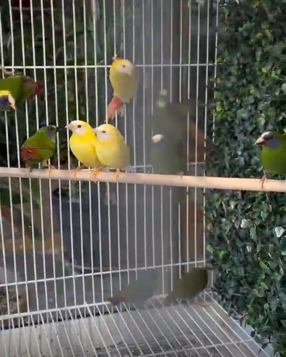 Parrot Finch Yellow