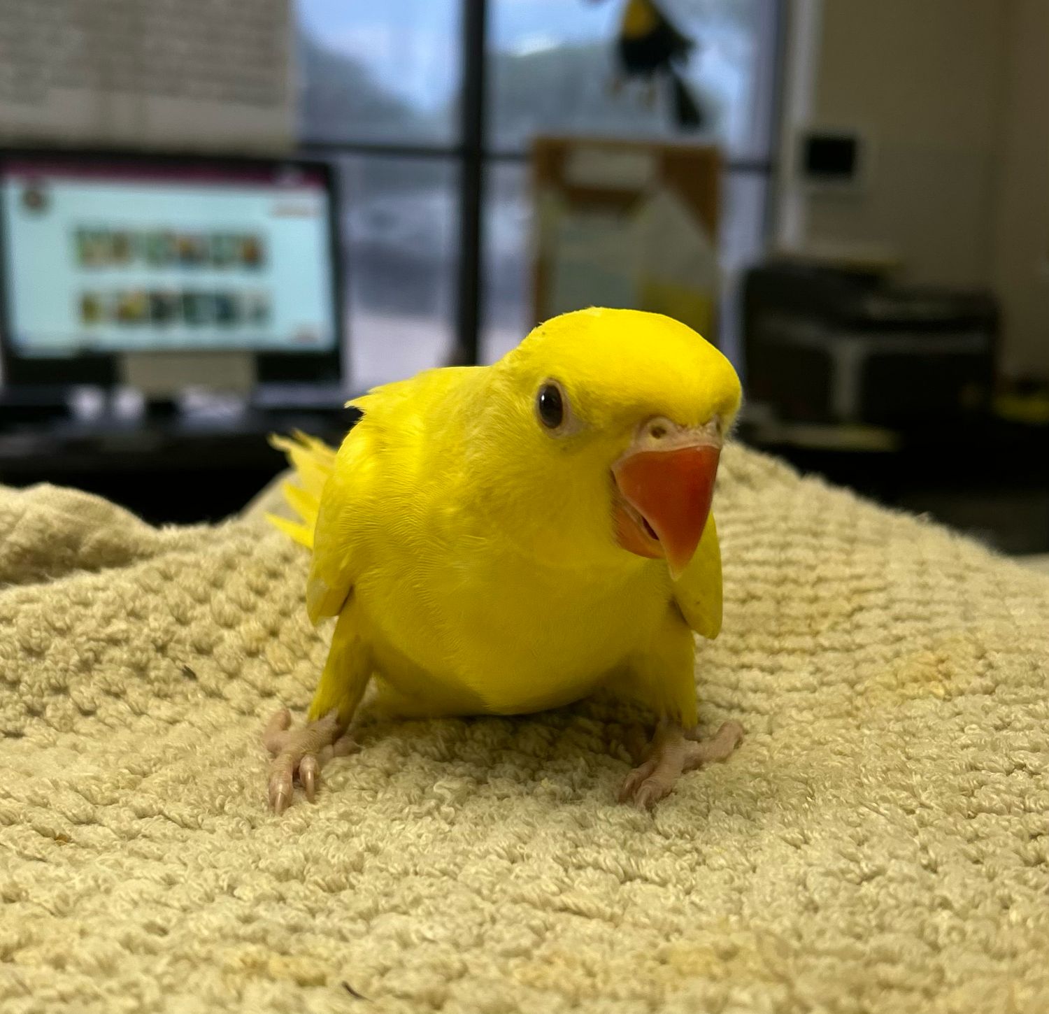 Indian Ring Neck Yellow Male