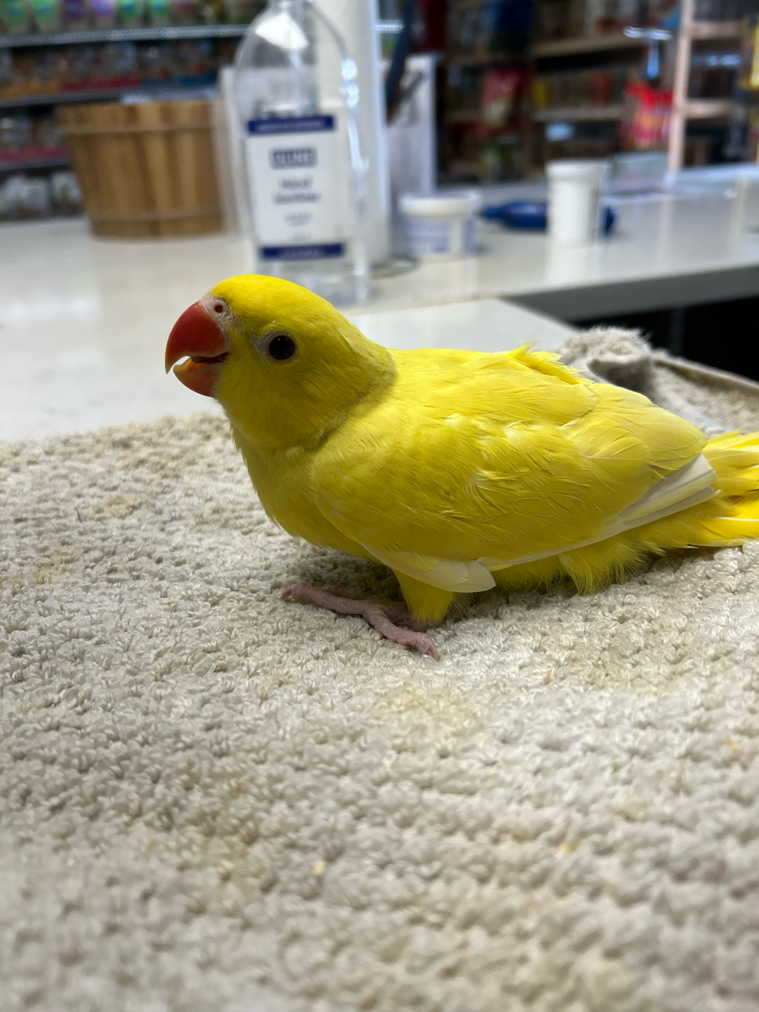 Indian Ring Neck Yellow Male