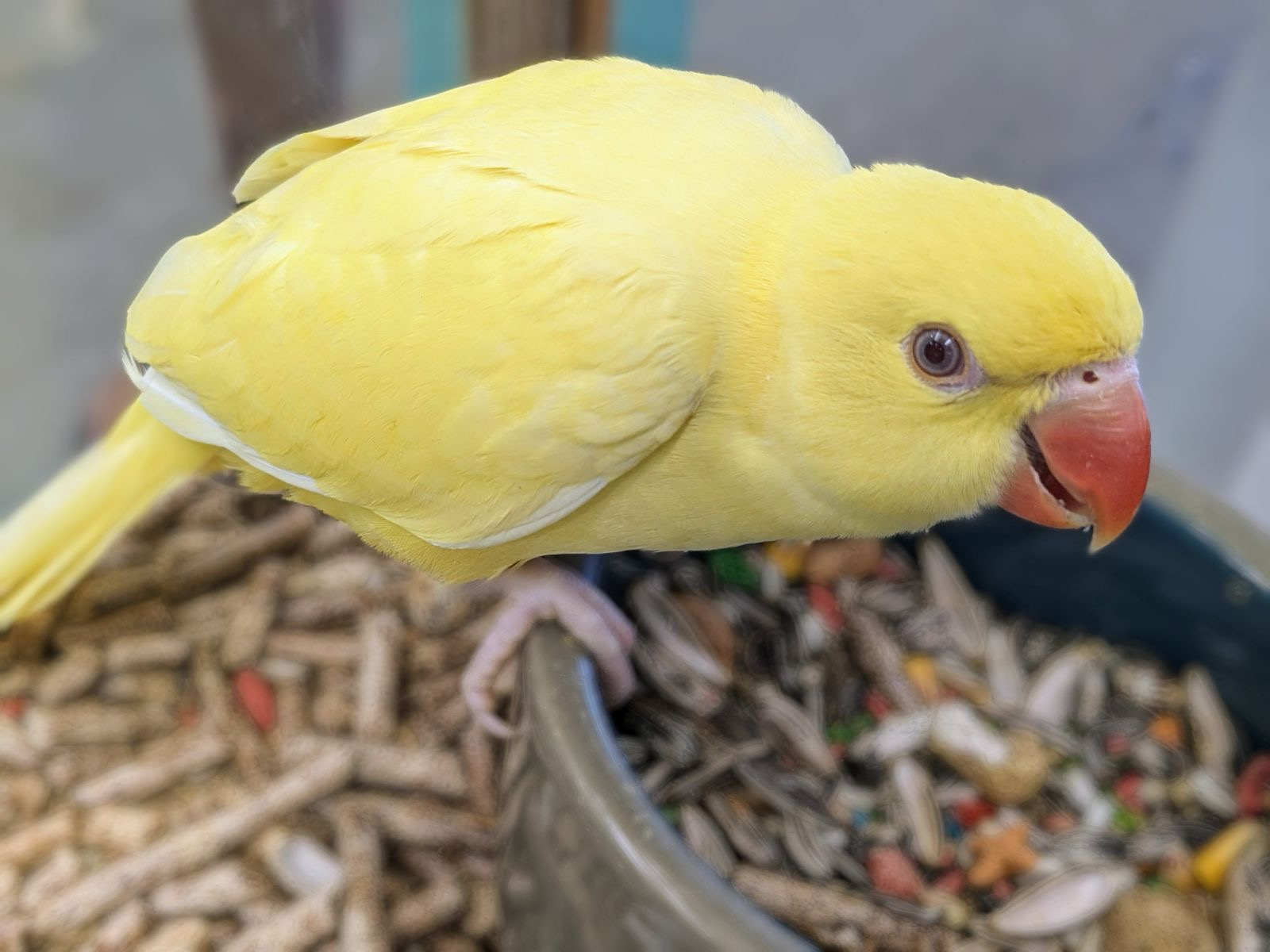 Indian Ring neck Yellow