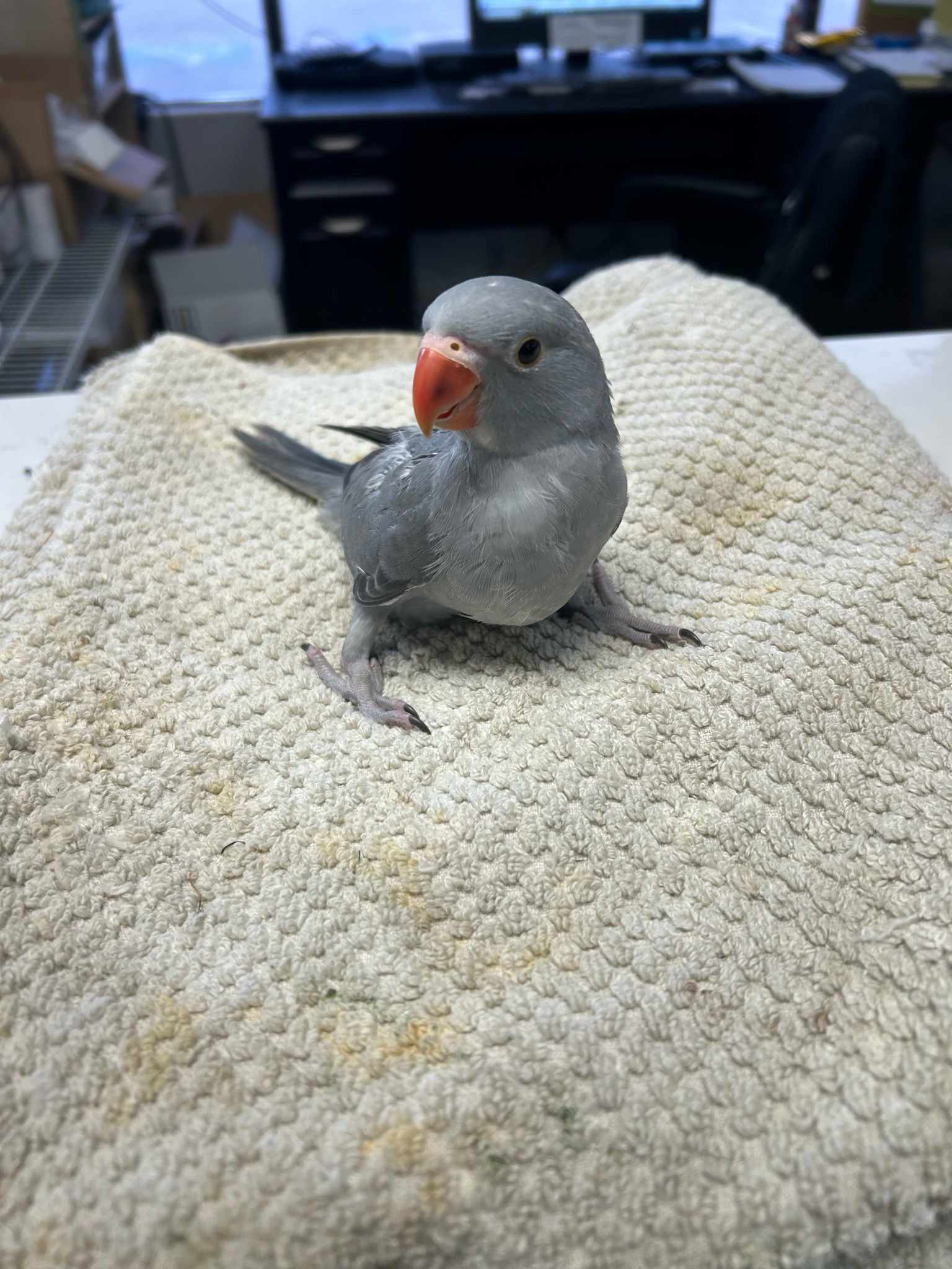 Indian Ring Neck Gray Male