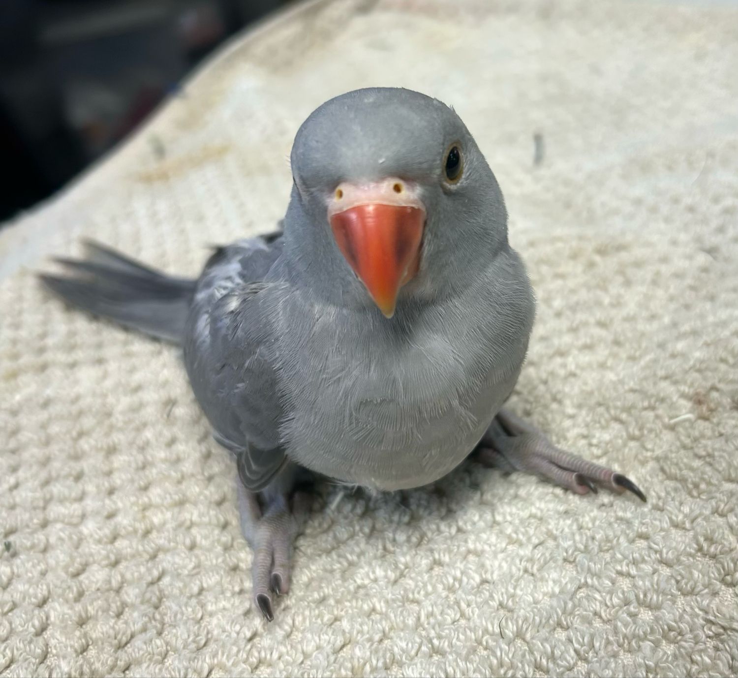 Indian Ring Neck Gray Male