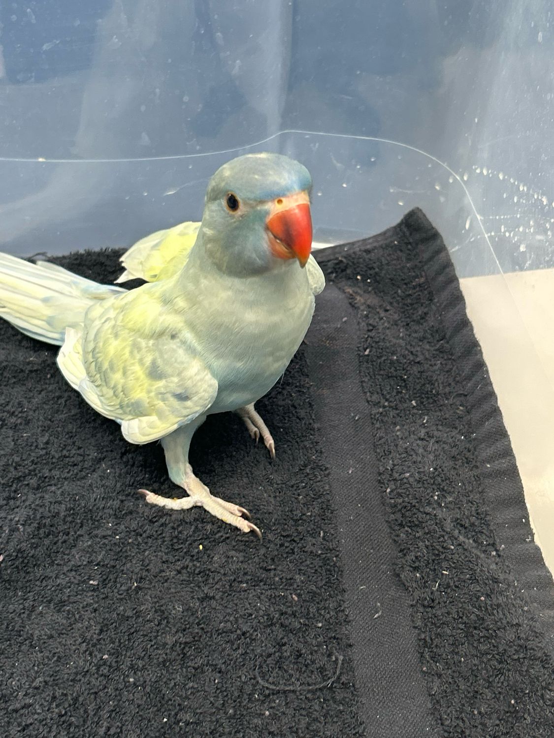 Indian Ring neck Blue Lacewing