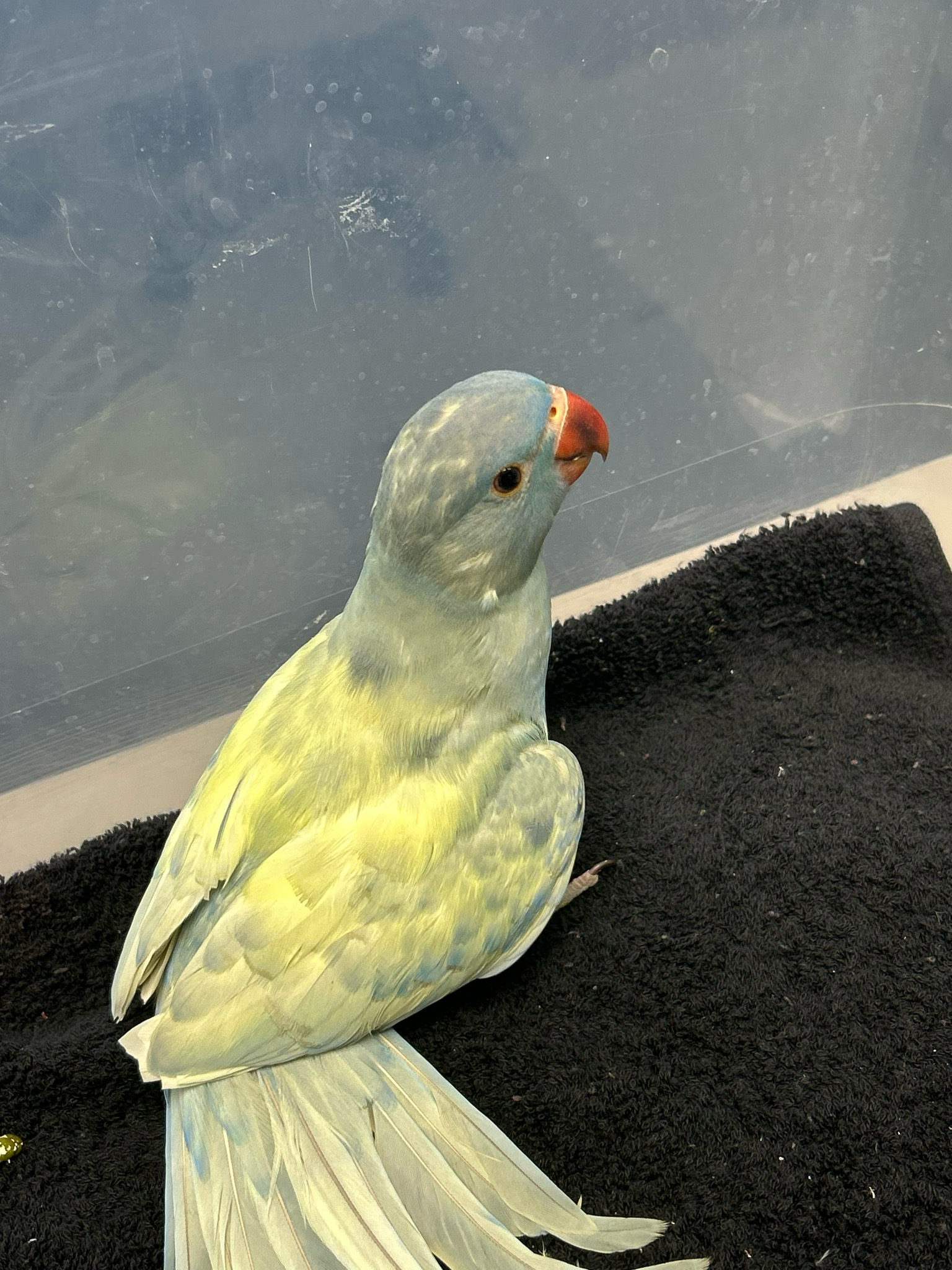 Indian Ring neck Blue Lacewing