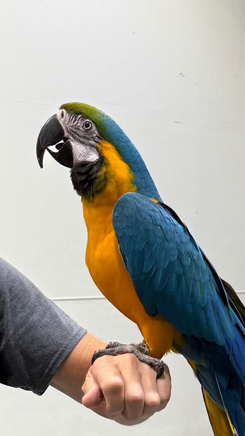 Macaw Blue And gold