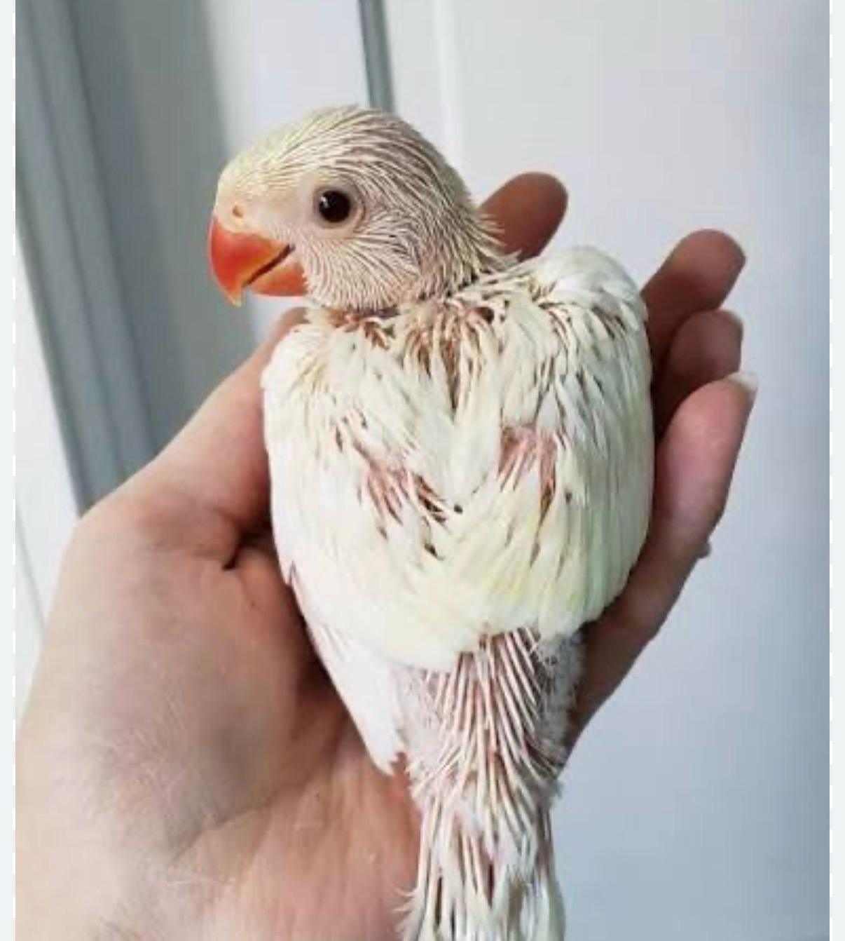 Indian Ring Neck Cremino