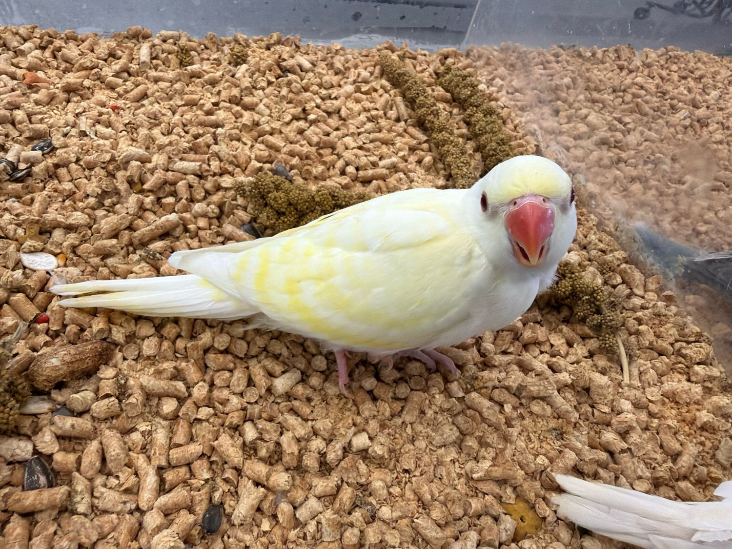 Indian Ring Neck Cremino