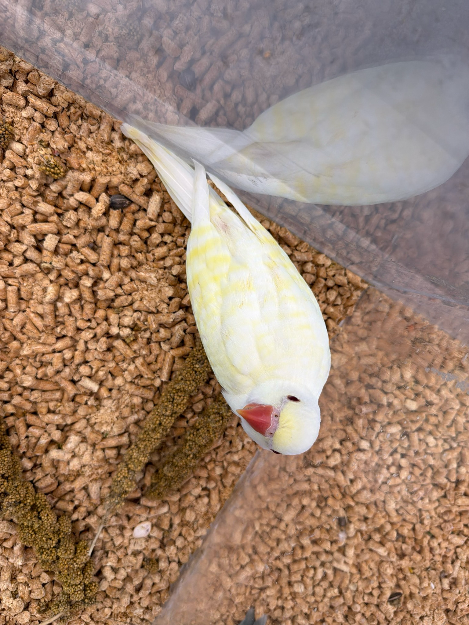 Indian Ring Neck Cremino