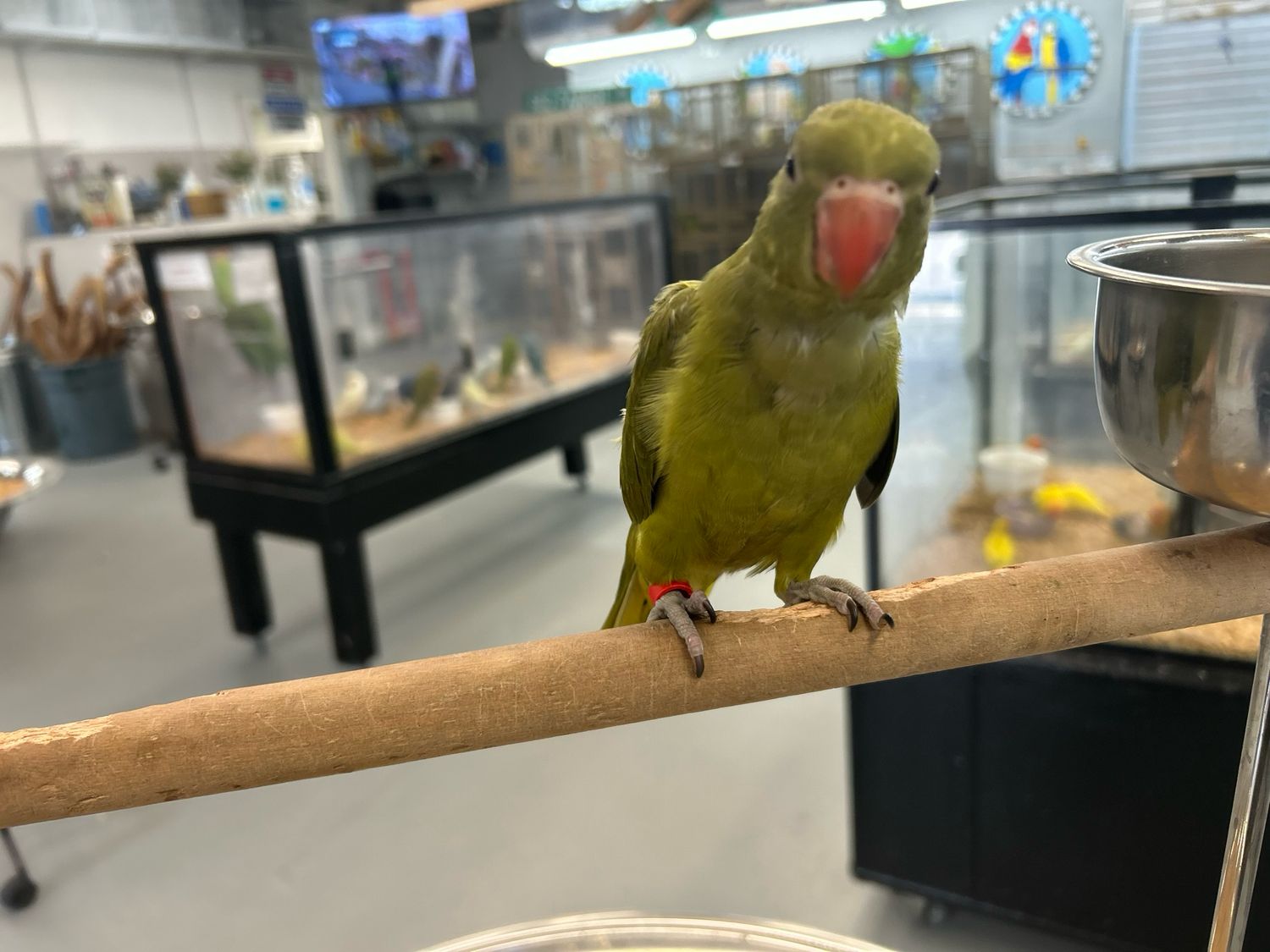 Indian Ring Neck Olive Green Males