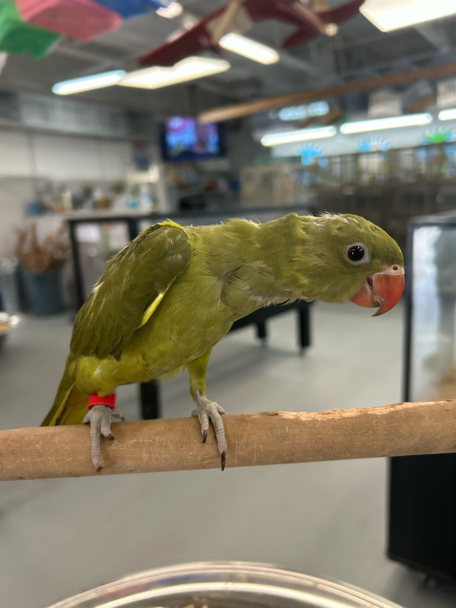 Indian Ring Neck Olive Green Males