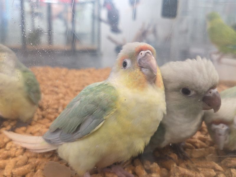 Conure. Mooncheek