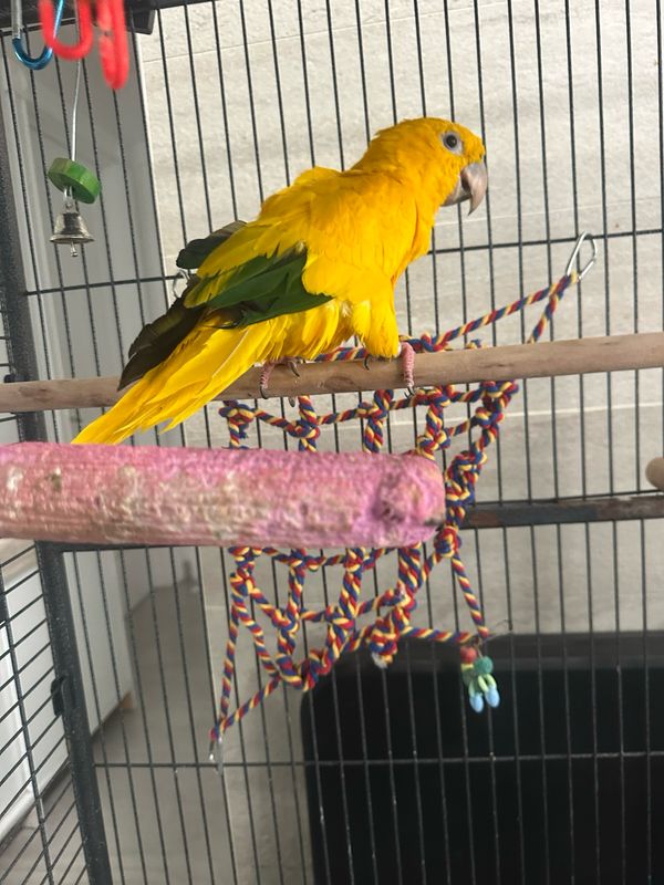 Conure Queen Of Bavaria (golden)