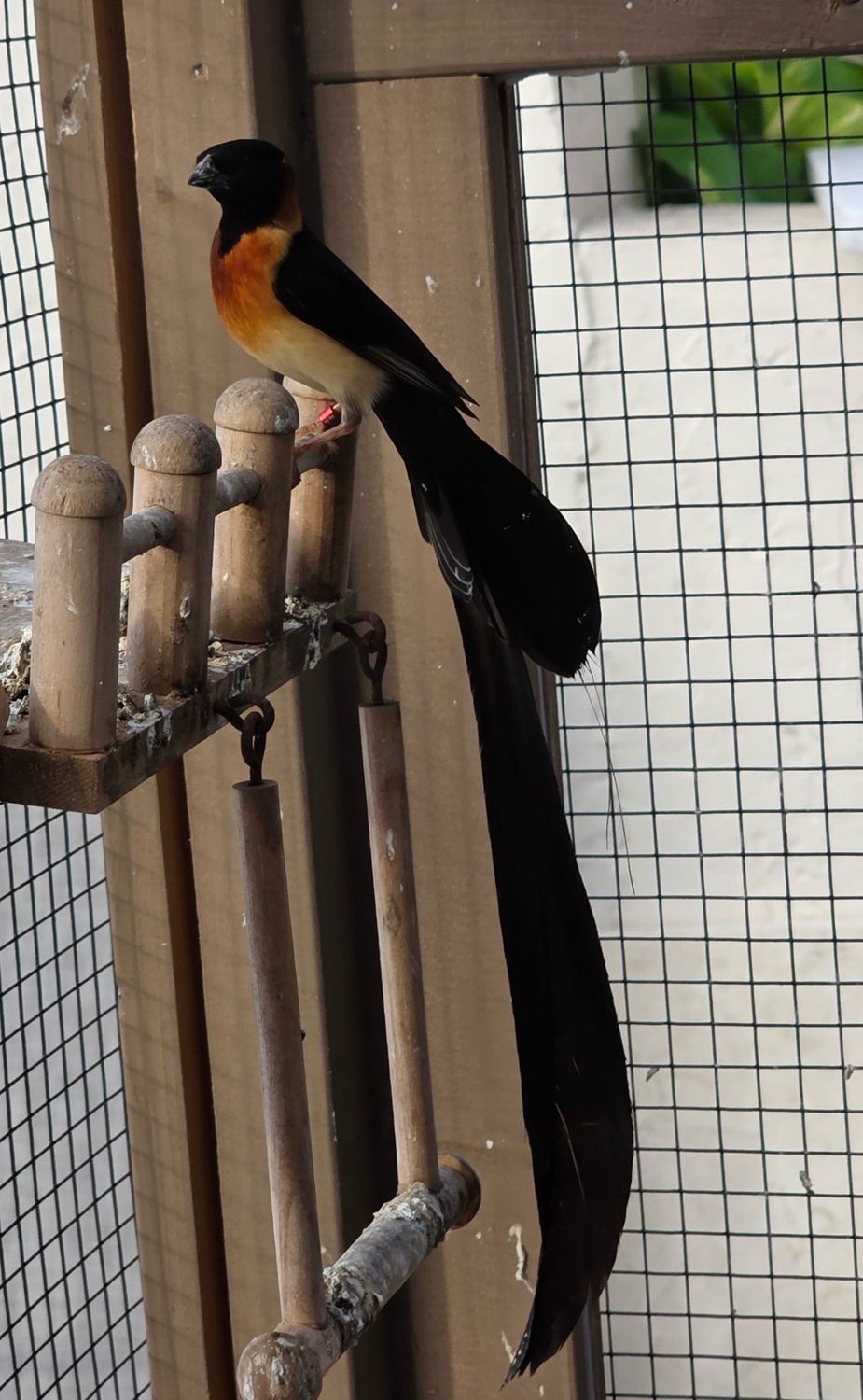 Paradise Whydah