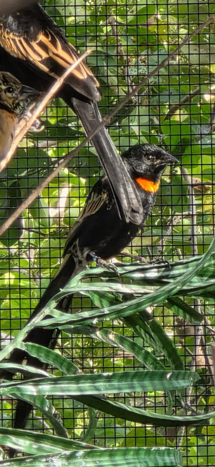 Red Collared Widow Bird