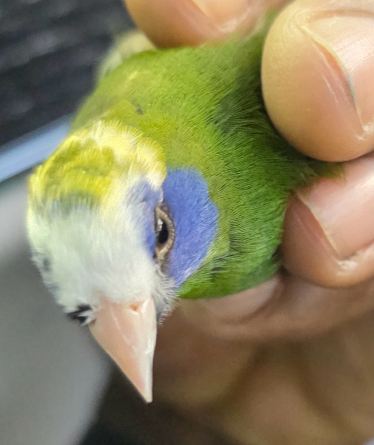 Parrot Finch Blue Pied
