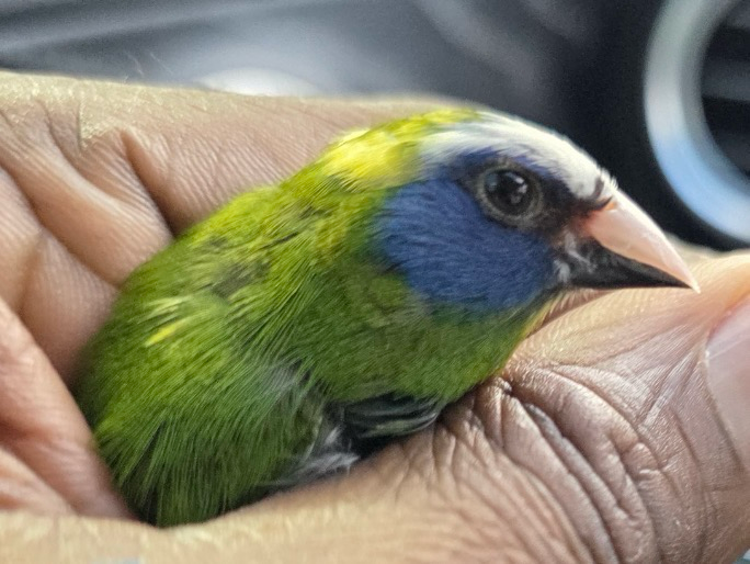 Parrot Finch Blue Pied